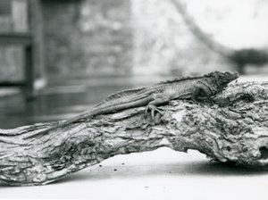 1928年、ロンドン動物園の丸太の上で休む脆弱なセイルフィントカゲ（モノクロ写真 作： Frederick William Bond