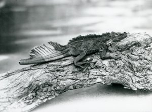 1929年、ロンドン動物園の丸太の上で休んでいた、尻尾を損傷した脆弱なバショウトカゲ（モノクロ写真