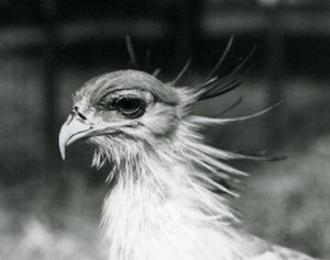 1928年にロンドン動物園で撮影された脆弱なセクレタリーバード（セクレタリーバード）（モノクロ写真 作： Frederick William Bond