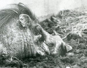 1927年にロンドン動物園で泥で休んでいるイボイノシシ 作： Frederick William Bond
