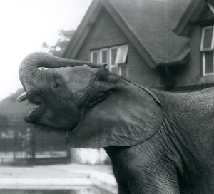 1925年8月、ロンドン動物園の額に頭を上げた若いアフリカ象