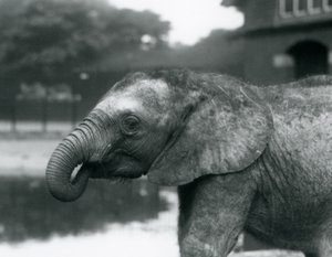 1925年8月、ロンドン動物園で、トランクの端が口の中にある若いアフリカゾウ 作： Frederick William Bond