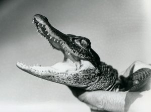飼育員に首根っこを掴まれたワニの子供（ロンドン動物園、1928年8月）（モノクロ写真 作： Frederick William Bond