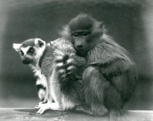 1925年ロンドン動物園の梁の上で若い尾ヒヒがリングテールキツネザルに寄り添う 作： Frederick William Bond