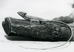 1928年8月、ロンドン動物園の丸太の上で休むバシリスク・トカゲの幼体（モノクロ写真 作： Frederick William Bond