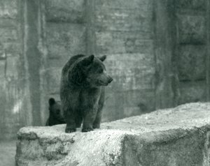 1914年6月、ロンドン動物園の若いヒグマ 作： Frederick William Bond