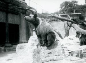 1913年8月、ロンドン動物園の枝で3人目が眠っている3人が枝で寝ている、手前の岩の上に座っている若いヒグマ 作： Frederick William Bond