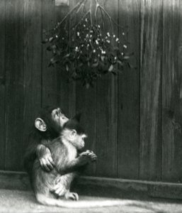 1924年12月にロンドンの動物園で若いチンパンジーがヤドリギの下でマンガベイに腕をまわしている 作： Frederick William Bond