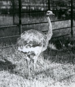 囲いの柵の横で草の上に立つ若いダーウィンズ/レッサー・レア（ロンドン動物園