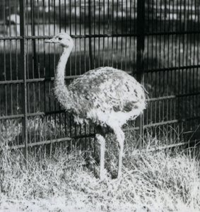 囲いの柵の横で草の上に立つ若いダーウィンズ/レッサー・レア（ロンドン動物園