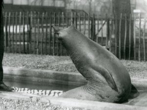 後方に手を伸ばす若いゾウアザラシ（ロンドン動物園 作： Frederick William Bond