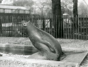 後方に手を伸ばす若いゾウアザラシ（ロンドン動物園 作： Frederick William Bond