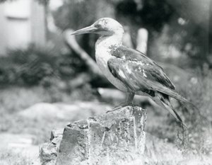 1929年、ロンドン動物園で木の切り株に立つ若いガネーシャ(モノクロ写真) 作： Frederick William Bond