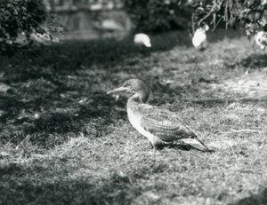 1927年9月にロンドン動物園の芝生の上に立っている若いカツオドリ