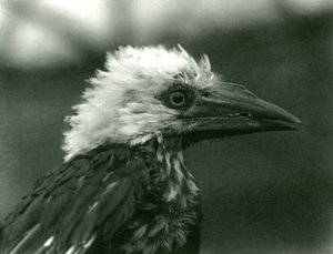 ロンドン動物園の若いサイチョウ、1924 作： Frederick William Bond