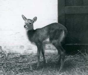 1926年1月、ロンドン動物園の干し草の上に立っている若いLechwe 作： Frederick William Bond