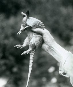 1926年8月にロンドン動物園で飼育員の手に保持された9バンドのアルマジロ 作： Frederick William Bond