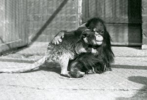1927年、ロンドン動物園でツリーカンガルーを抱きしめる若いオランウータン(モノクロ写真)