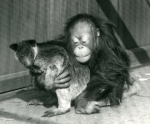 若いオランウータンが1927年にロンドン動物園でツリーカンガルーを抱擁します。