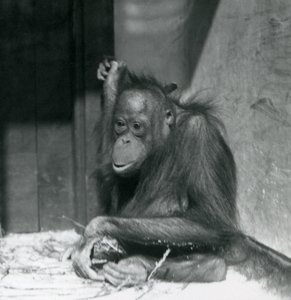 1925年10月、ロンドン動物園の囲いに座っている若いオランウータン