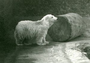 1924年11月にロンドン動物園で若いシロクマ 作： Frederick William Bond