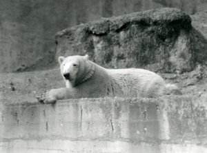 若いシロクマが1927年にロンドン動物園の囲いの岩だらけの棚で休んでいる 作： Frederick William Bond