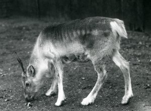 ロンドン動物園の若いトナカイ、1925年