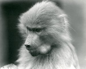 頬袋がいっぱいの若い聖なるヒヒ、ロンドン動物園、1925年 作： Frederick William Bond