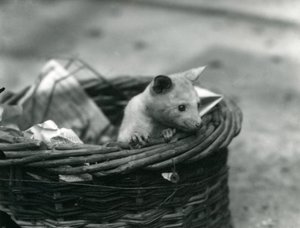 1920年10月、ロンドン動物園でバスケットから覗く若いアルビノオポッサム 作： Frederick William Bond