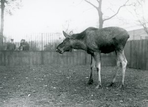 ロンドン動物園のパドックに立つ、角が抜けたばかりの若い雄のエルク／ムース（モノクロ写真 作： Frederick William Bond