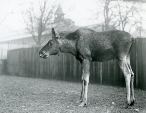 ロンドン動物園のパドックに立つ、角が抜けたばかりの若い雄のエルク／ムース（モノクロ写真 作： Frederick William Bond