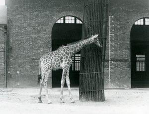 木の前に立つ若いメスのキリン（ロンドン動物園、キリン舎横のパドックにて 作： Frederick William Bond