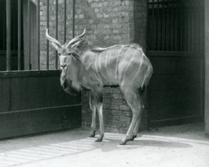 1929年、ロンドン動物園で囲いの中に立つグレーター・クドゥの若いオス（モノクロ写真 作： Frederick William Bond