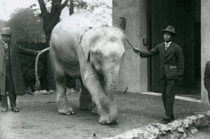 1926年5月、ロンドン動物園のソーポーミン博士を含むアルビノホワイトビルマエレファントパワ