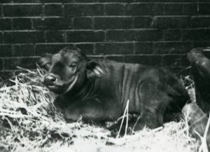 1927年2月8日ロンドンの動物園でわらに寝転んで1927年2月8日に動物園で生まれたアフリカンケープバッファローの子牛 作： Frederick William Bond