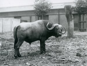1927年にロンドン動物園のパドックに立っているアフリカンバッファローまたはケープバッファロー 作： Frederick William Bond