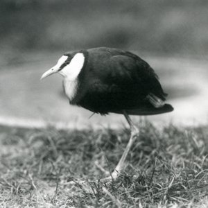 1927年8月、ロンドン動物園の芝生の上に立っているアフリカのジャカナ