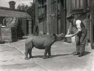 1928年9月、ZSLロンドン動物園でのアフリカのサイ、キャスリーン、および飼育係のハリーワリック 作： Frederick William Bond