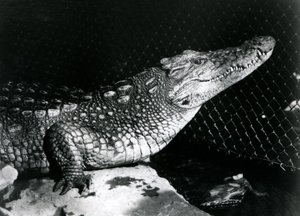1924年9月にロンドン動物園でアメリカのワニ 作： Frederick William Bond