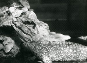 プールで休んでいるアメリカアリゲーター、プール脇の岩で見上げている（ロンドン動物園 作： Frederick William Bond