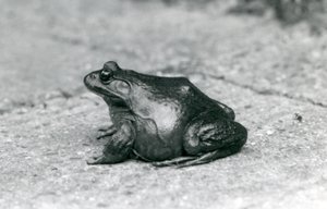 アメリカのウシガエル、ロンドン動物園、1925年 作： Frederick William Bond