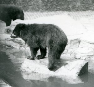 アンデス山脈のクマが水たまりのログでバランスをとる、ロンドン動物園、1925年6月