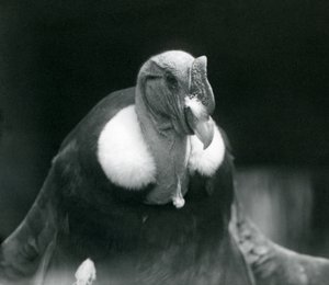 1926年にロンドン動物園でアンデスコンドル