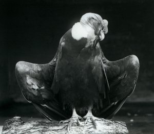 丸太で休むアンデスコンドル、ロンドン動物園、1925年