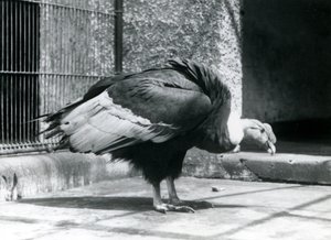 1925年7月にロンドン動物園の囲いの床に立っているアンデスハゲワシ 作： Frederick William Bond