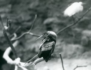 1927年9月にロンドン動物園の枝に座っているAnhingaAmerican DarterSnakebirdWater Turkey 作： Frederick William Bond