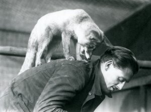1925年ロンドン動物園で、仰向けに立ったまま、仰向けに立っているアラビアレッドフォックスがキーパーF.シェリーの肩越しに見つめています。 作： Frederick William Bond