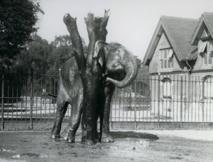 囲いの中で、耳の後ろを掻くアジアゾウ（ロンドン動物園 作： Frederick William Bond