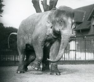 枯れ木に体当たりするアジアゾウ（ロンドン動物園 作： Frederick William Bond