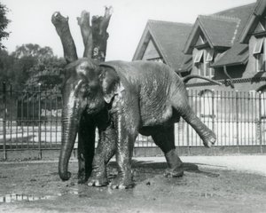 3本足でバランスを取りながら、枯れ木に体を引っ掛けるアジアゾウ（ロンドン動物園 作： Frederick William Bond